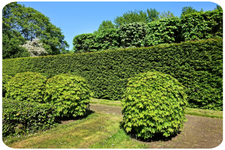 Taille de haie Eure-et-Loir à Saint-Lubin-des-Joncherets (28350)